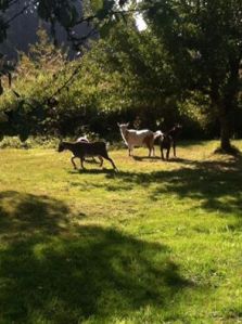 10710932_10204891565553170_2391589068285902921_n