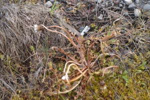 Impact of spray on roadside, 4-29-15