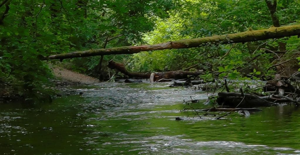 Birdsong takes the place of traffic noise along the bustling streets adjacent to Spanaway Creek, creating a wildlife corridor that runs through the heart of the Urban Growth Area of Spanaway and Parkland.